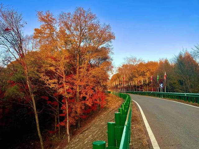 G334秋色正浓，漫红岭的红叶又美到炸裂了！