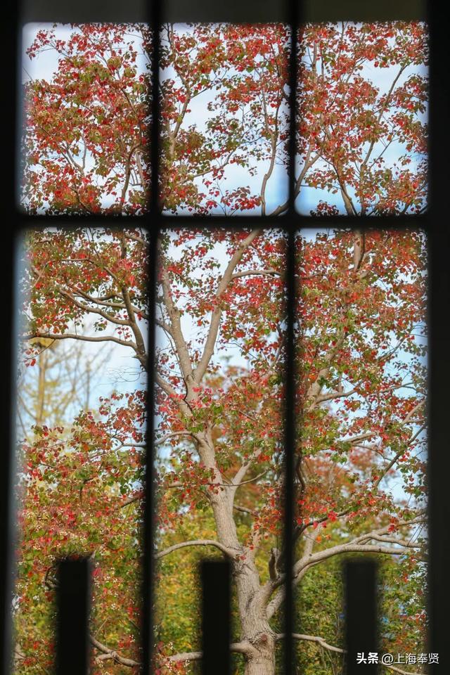 谁懂啊！这些打卡地的秋，连落叶都在教你拍照→