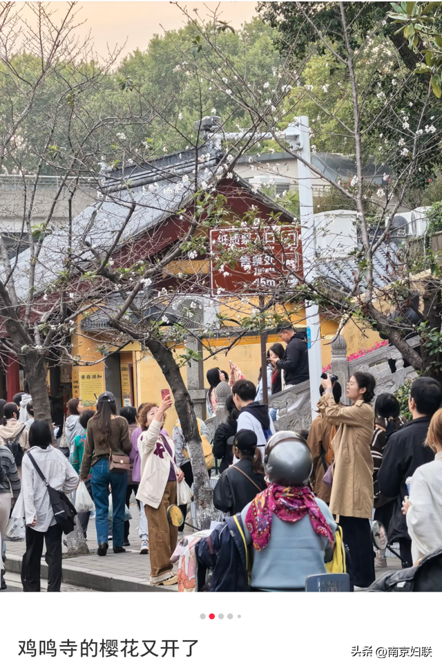 真的！南京鸡鸣寺路樱花开了