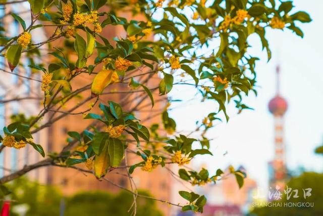 满城甜香，速赏桂花！莫要错过这迟来的秋日芬芳