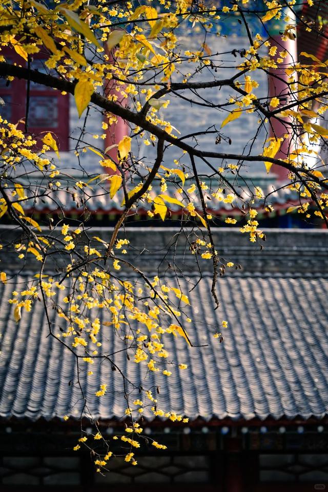 周末一日游 | 西安冬日8个免费赏腊梅好去处