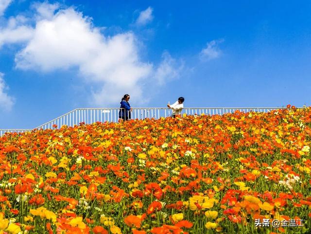 哇！温江的春天也太会了吧～