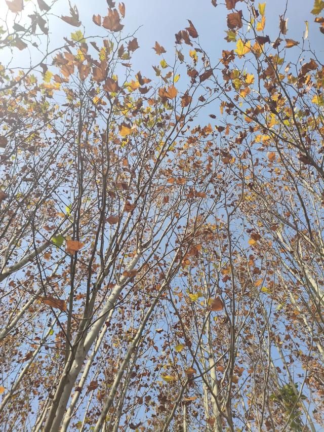 抑郁良药：徒步