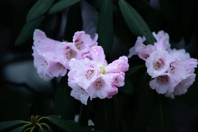 “花”样真多！襄阳宝藏赏花地公布！