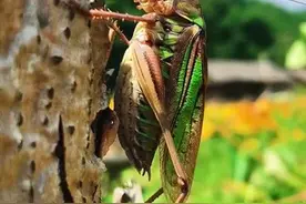 给我的童年带来无尽欢乐的绿豆蝈蝈现在去哪儿了？图片