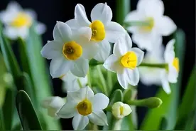 赏花增情趣（七绝十首）图片