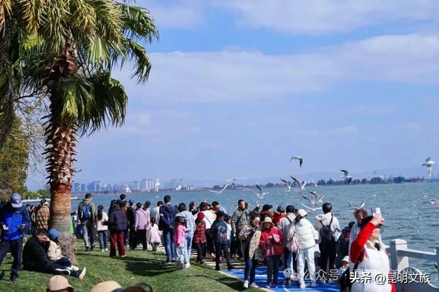 超详细攻略！在昆明官渡，与鸥共舞，六种玩法开启冬日漫游！