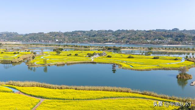 四川彭山：五湖四海油菜花盛开 市民暖阳下赏花踏春