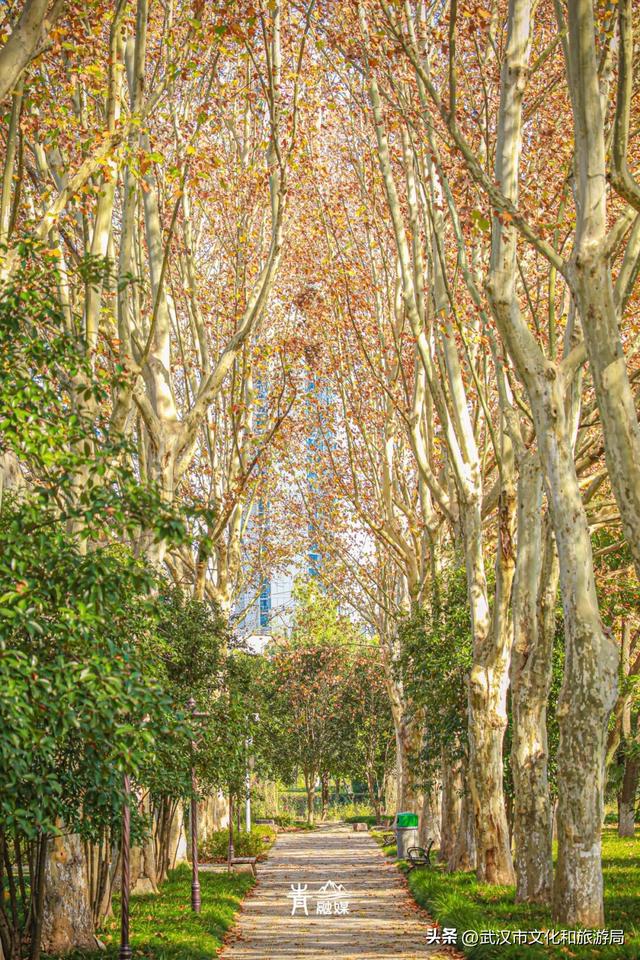 大降温后，青山最美冬景即将上线！