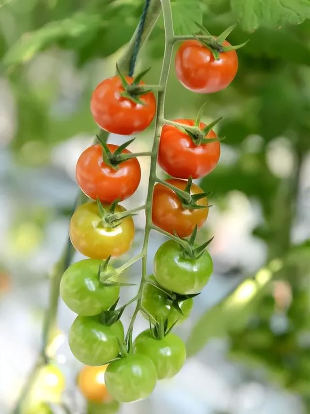 “沪派江南-复兴市集”第五期嘉定专场，风物叙事等您来赏