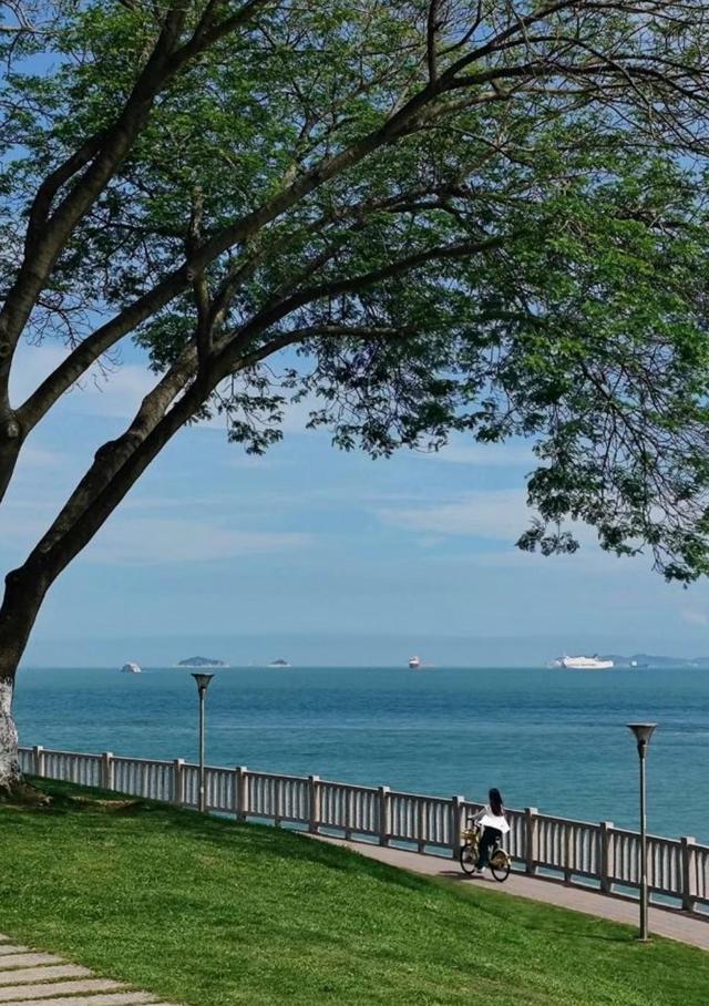 厦门珍珠湾沙滩，人少景美的隐秘海滩，沙滩旁那棵网红树拍照绝美