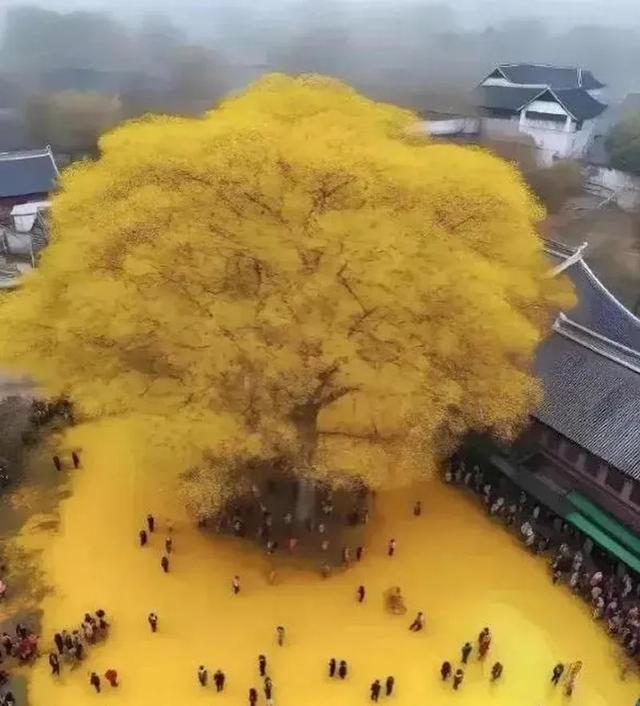 银杏从不负秋，我们怎能负它？从赏景到守护，才能让金黄更长久