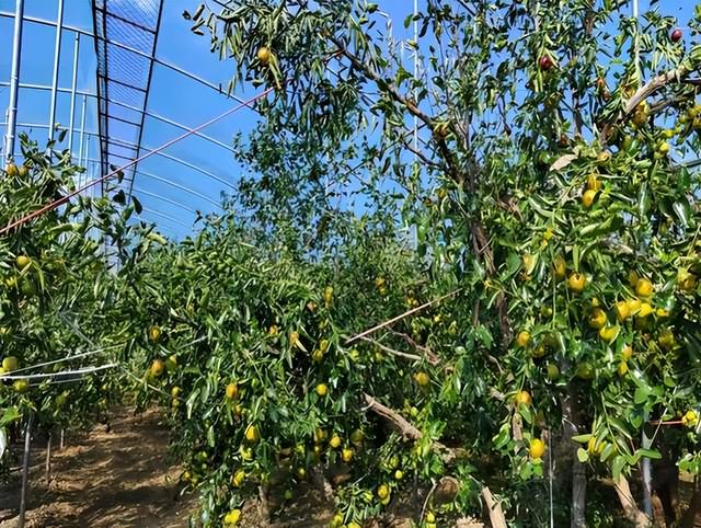 “‘枣’想遇见你”滨州“枣”味采摘路线 | 沾化冬枣、苹果、葡萄……来滨州，为你的假期“加buff”