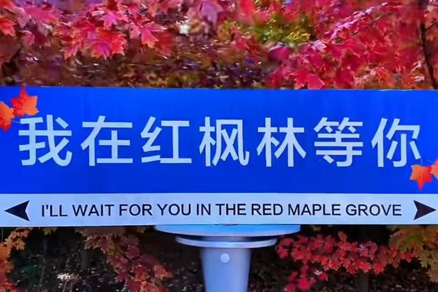 “一曲枫叶谣 引燃红枫潮”莱西夏格庄的文旅破圈密码