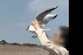 云南抚仙湖有游客抓海鸥轮流拍照 管理单位：抓拍系违法行为图片