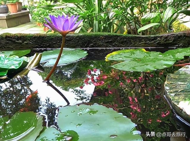 成都邛崃低调的花园寺庙，充满人间烟火，高铁公交直达！
