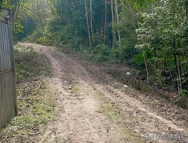成都附近千亩樱花开了，漫山遍野粉色云霞，超级漂亮，不要门票！