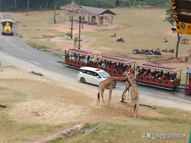 参观广州长隆野生动物园，全程感觉眼累手累腿不累