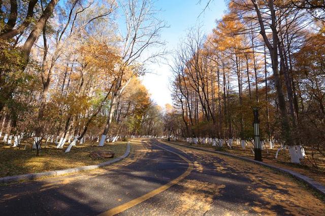 秋之彩色吉林｜层林尽染，鹿影翩跹！这里的秋天美成一首诗