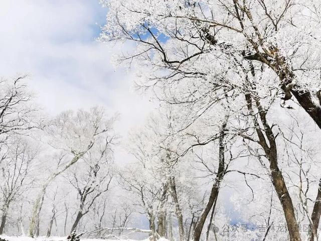 央视都来打卡！龙湾四方顶的玉树琼花，美成冰雪天花板