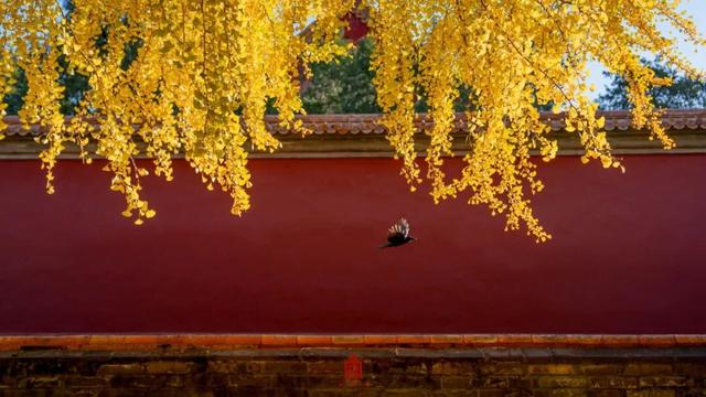 故宫四季美景一览，震撼高清美图预警！