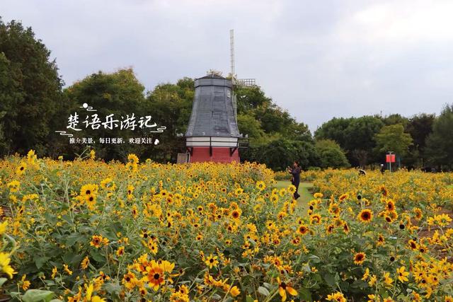 浙江宁波最受欢迎的粉黛园，其实没那么美，但周边的风景很值得游