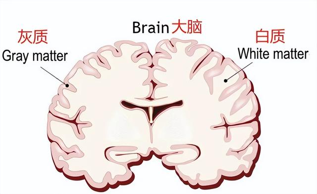 在人体实验中发现：酒喝得越多，脑容量越会变小，人就会越笨？