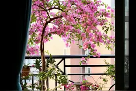 这5种花喜欢住大盆，花盆越小越不开花图片
