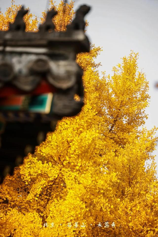 花式赏秋、文创上新，石景山这个古寺将迎最美时节！