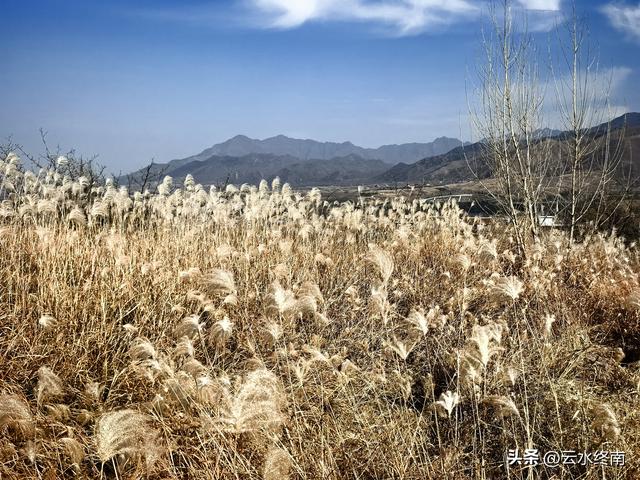 观山景看荻花，这里大概是蓝田最出片的地方了