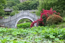 初夏清浅，三角梅花开成海，温州转角遇繁花图片