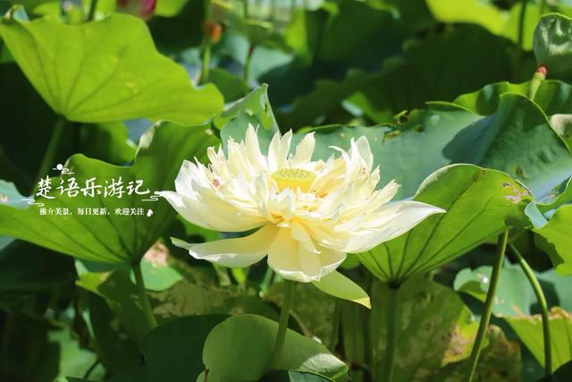 浙江宁波的新兴游玩地，多个公园相邻而居，多个荷花池美不胜收