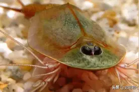 地球上活了2亿年的生物！中国人曾用来喂鸡，日本人却很喜欢它图片