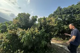 镇隆荔枝预计将减产，今年惠州荔枝价格……图片