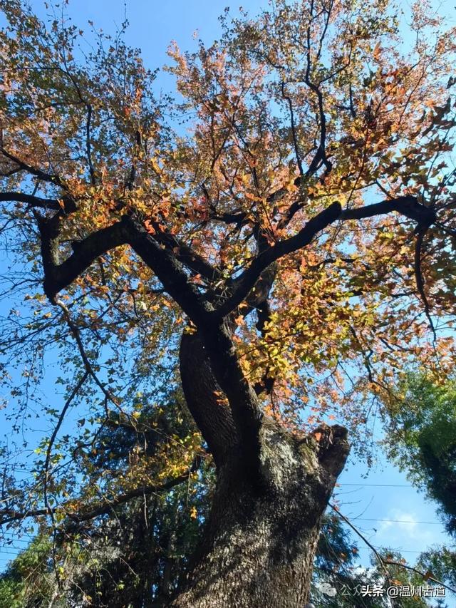 温州这两条知名红枫古道已经红啦!周末是最佳观赏期,不要错过!