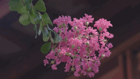 吴中这片小众花海！全开了！