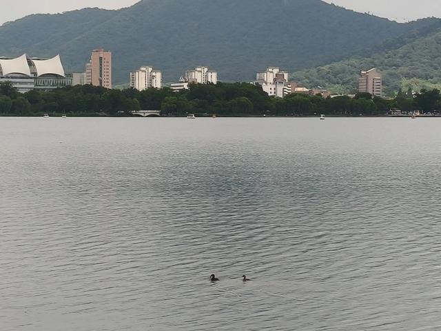 夏日的玄武湖公园荷花四面环绕。