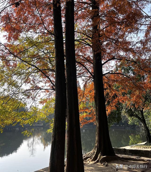 成都被私藏的彩林公园，流金溢彩，充满老城烟火气，地铁公交直达
