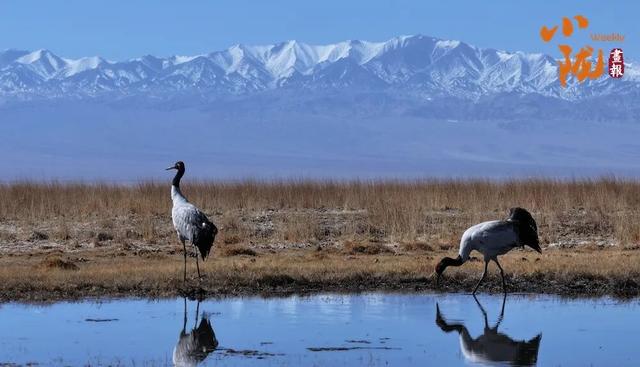阿克塞：生灵为笔 写就草原冬日生态诗篇