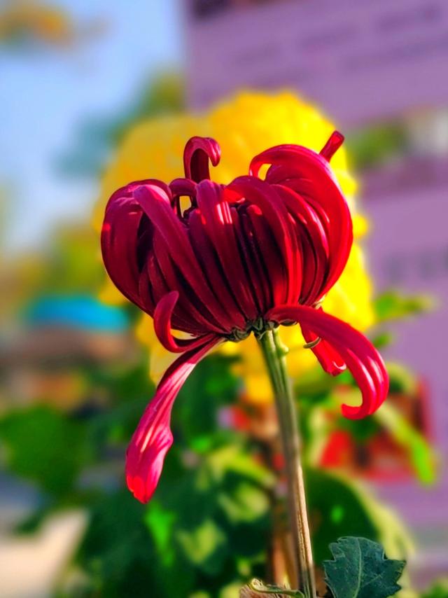 武汉动物园金秋菊展集锦