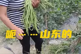 海南男子抓到老人偷豆角，自称是“山东人”，网友质疑口音不对图片