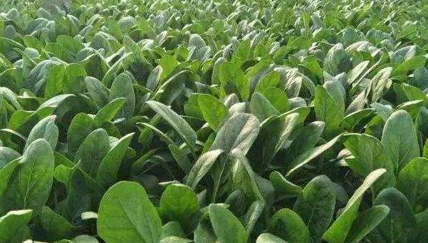 秋分后种小香葱和菠菜，不是跟风瞎忙，这样种鲜嫩又高产！