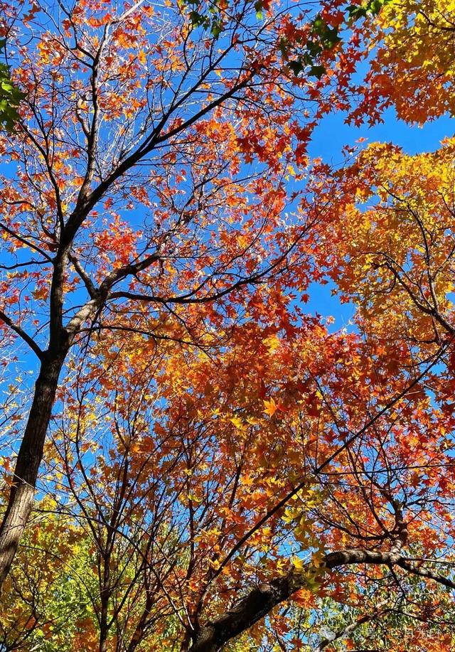 最近，龙口这两个地方美出了新高度！很多人都去打卡~~~