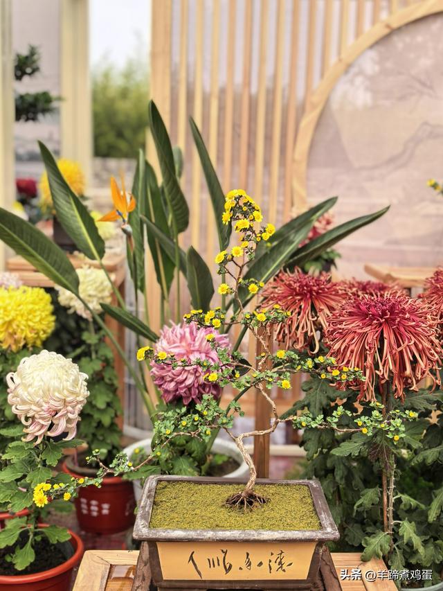 秋风独宠一园菊，晚来香艳出樊篱——北京北海公园2025年菊花展