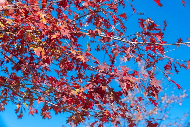 看！是金黄色的光明！