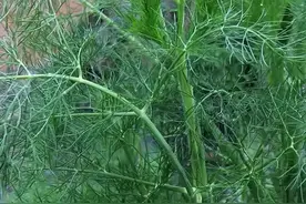 露地种植茴香最佳的时间是啥时候？技术措施有哪些图片