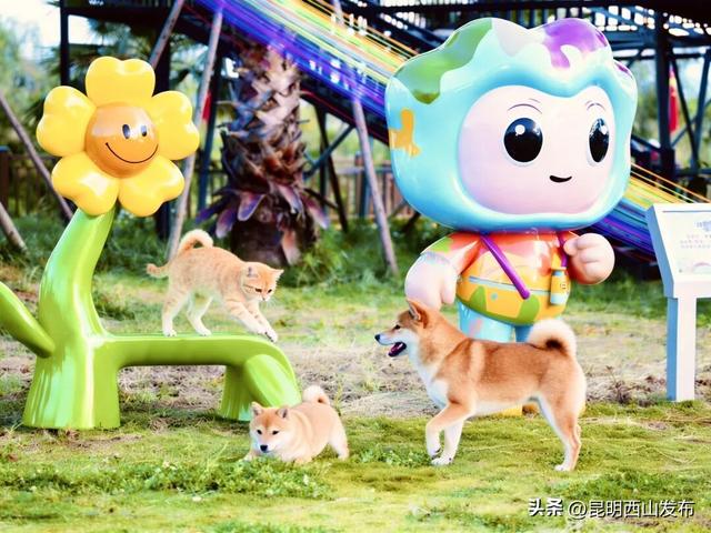 寻鸥潮玩！海口小渔村码头观鸥集市开市啦！