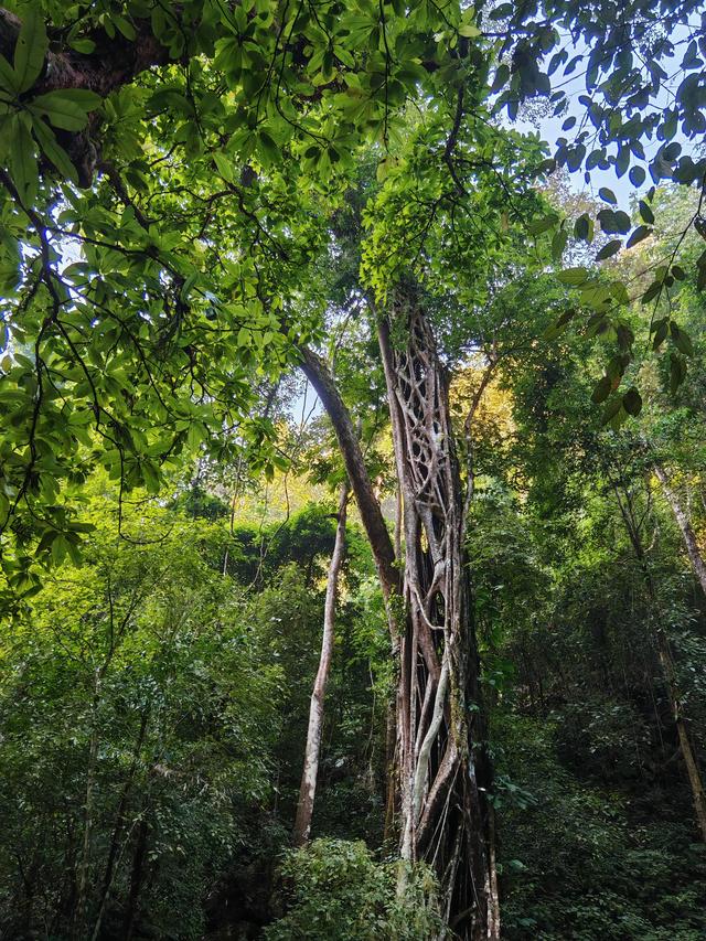 侧耳听鸟语，放眼觅花魂——游勐远仙境