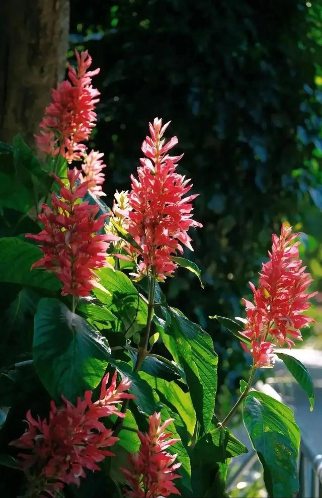 快去拍!柳州的冬天像是倒放的春天