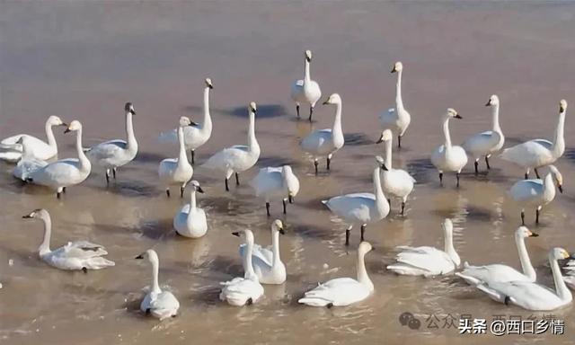 冬临河曲：一湾碧水，鸟鸣悠长